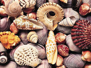 ������� ������� � ���������