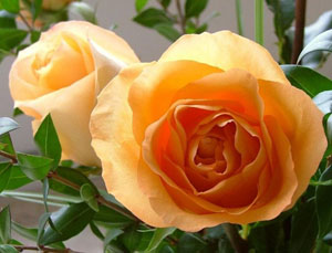 ��������� ���� � ���� �� ���