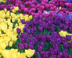 ����� ����� �������� �� ����